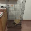 3Layer Cat Cage