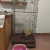 3Layer Cat Cage - Image 3