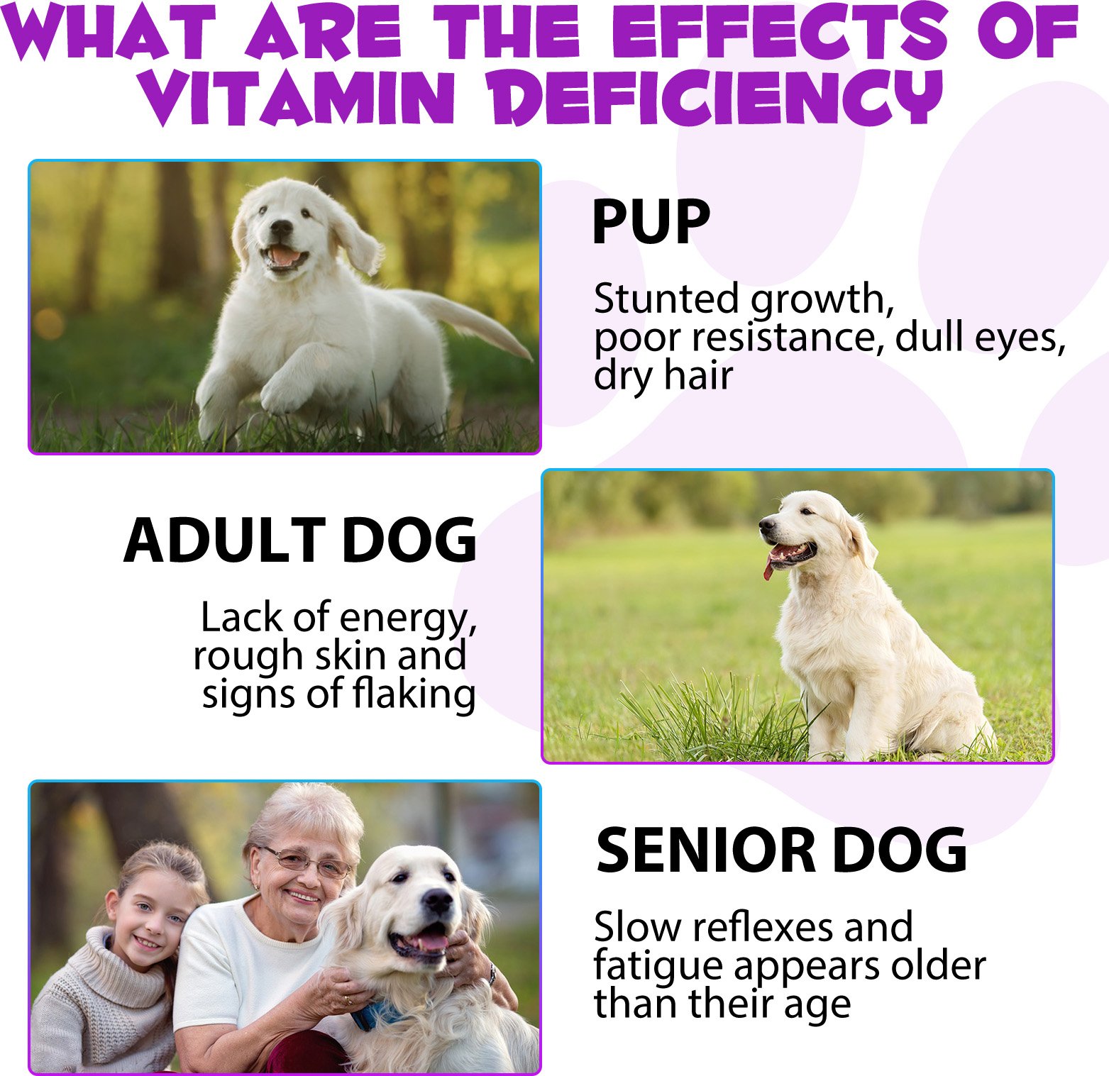 15 in 1 Liquid Multivitamin for Dogs - Image 7