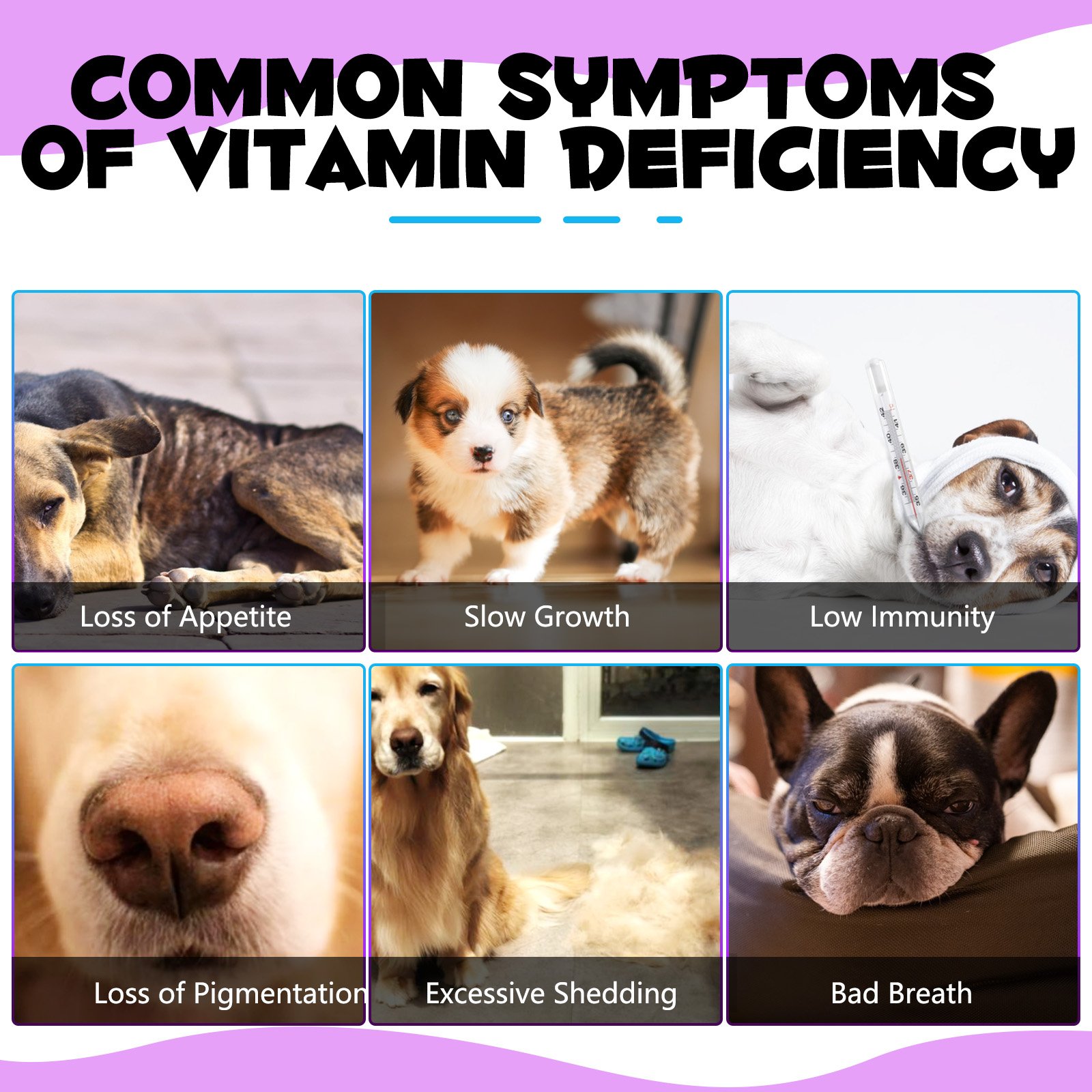 15 in 1 Liquid Multivitamin for Dogs - Image 2