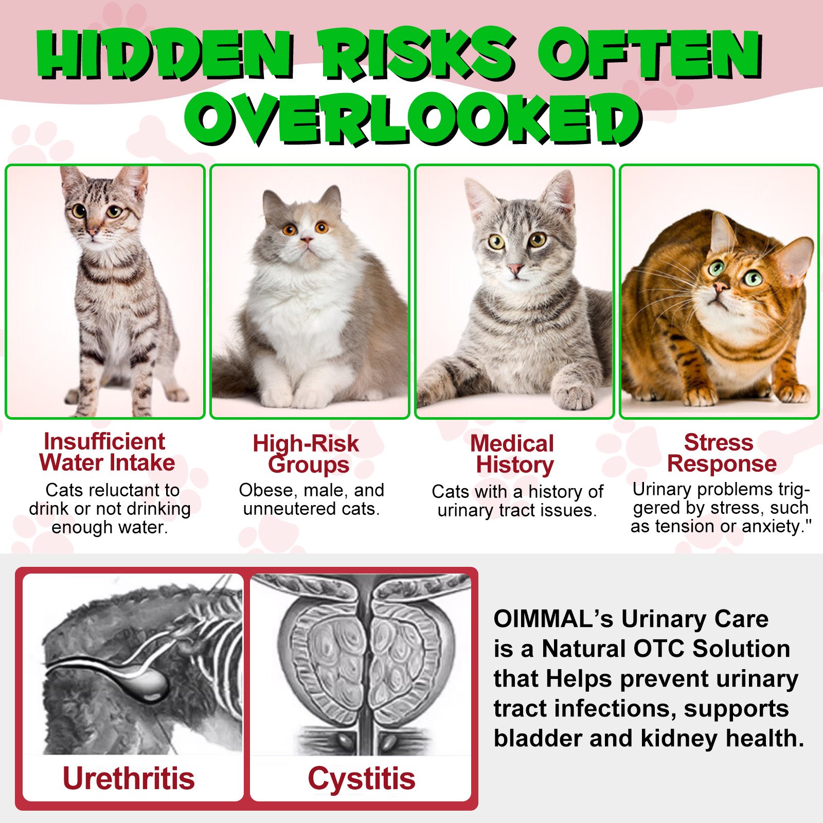 Cat Urinary Track - Image 7